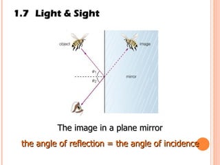 1.7 Light & Sight The image in a plane mirror the angle of reflection = the angle of incidence 