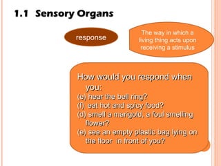 1.1 Sensory Organs response The way in which a living thing acts upon receiving a stimulus How would you respond when you: hear the bell ring?  eat hot and spicy food? (d) smell a marigold, a foul smelling flower? (e) see an empty plastic bag lying on the floor  in front of you? 