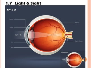 1.7 Light & Sight 