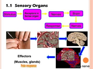 1.1 Sensory Organs Stimulus Receptors in  Sense organ Nerves Brain Nerves Response Pain response Skin nerve Brain nerve Effectors  (Muscles, glands) 