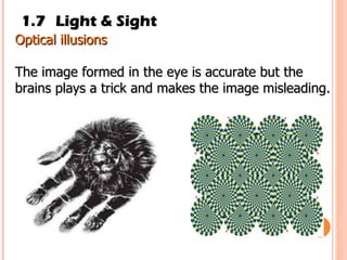 1.7 Light & Sight Optical illusions The image formed in the eye is accurate but the brains plays a trick and makes the image misleading. 