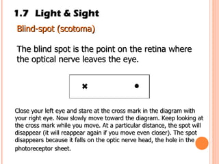1.7 Light & Sight Blind-spot (scotoma) The blind spot is the point on the retina where the optical nerve leaves the eye. Close your left eye and stare at the cross mark in the diagram with your right eye. Now slowly move toward the diagram. Keep looking at the cross mark while you move. At a particular distance, the spot will disappear (it will reappear again if you move even closer). The spot disappears because it falls on the optic nerve head, the hole in the photoreceptor sheet.   