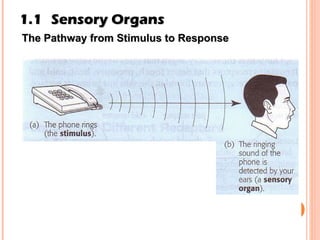 1.1 Sensory Organs The Pathway from Stimulus to Response 