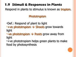 1.9 Stimuli & Responses in Plants Respond in plants to stimulus is known as  tropism . Phototropism Def.: Respond of plant to light  +ve phototropism    Shoots  grow towards light -ve phototropism     Roots  grow away from light +ve phototropism helps green plants to make food by photosynthesis 