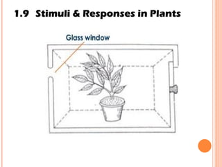 1.9 Stimuli & Responses in Plants 