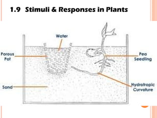 1.9 Stimuli & Responses in Plants 