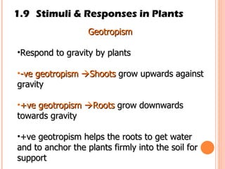 1.9 Stimuli & Responses in Plants Geotropism   Respond to gravity by plants -ve geotropism   Shoots  grow upwards against gravity +ve geotropism   Roots  grow downwards towards gravity +ve geotropism helps the roots to get water and to anchor the plants firmly into the soil for support 