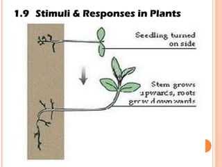 1.9 Stimuli & Responses in Plants 