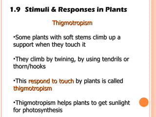 1.9 Stimuli & Responses in Plants Thigmotropism Some plants with soft stems climb up a support when they touch it They climb by twining, by using tendrils or thorn/hooks This  respond to touch  by plants is called  thigmotropism Thigmotropism helps plants to get sunlight for photosynthesis 