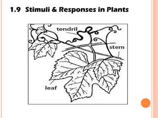 1.9 Stimuli & Responses in Plants 