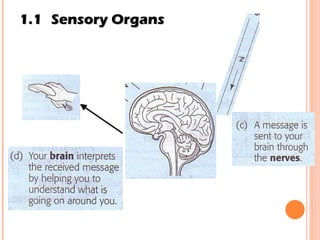 1.1 Sensory Organs 