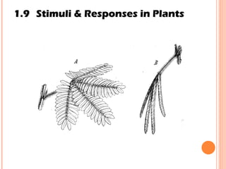 1.9 Stimuli & Responses in Plants 