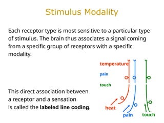 Comprehensive Overview of Sensory Physiology and Neural Processing | PPTX
