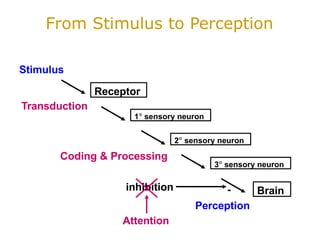 Comprehensive Overview of Sensory Physiology and Neural Processing | PPTX