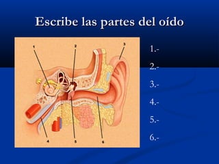 Escribe las partes del oído
1.2.3.4.5.6.-

 