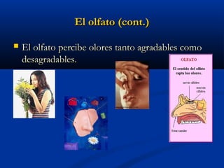 El olfato (cont.)


El olfato percibe olores tanto agradables como
desagradables.

 