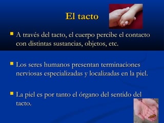 El tacto


A través del tacto, el cuerpo percibe el contacto
con distintas sustancias, objetos, etc.



Los seres humanos presentan terminaciones
nerviosas especializadas y localizadas en la piel.



La piel es por tanto el órgano del sentido del
tacto.

 