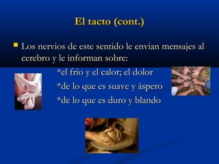 El tacto (cont.)


Los nervios de este sentido le envian mensajes al
cerebro y le informan sobre:
*el frío y el calor; el dolor
*de lo que es suave y áspero
*de lo que es duro y blando

 
