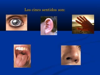Los cinco sentidos son:

 