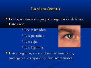 La vista (cont.)




Los ojos tienen sus propios órganos de defensa.
Estos son:
* Los párpados
* Las pestañas
* Las cejas
* Las lágrimas
Estos órganos, en sus distintas funciones,
protegen a los ojos de sufrir laceraciones.

 