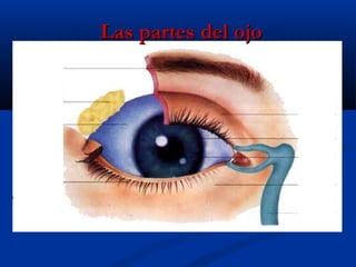 Las partes del ojo

 