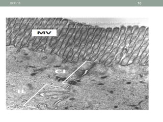 INTERDIGITAÇÕES
20/11/15 10
 