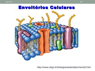 Envoltórios CelularesEnvoltórios Celulares
http://www.ufrgs.br/biologiacelularatlas/memb3.htm
20/11/15 11
 