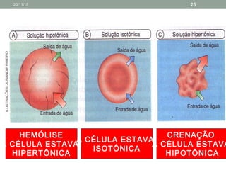 HEMÓLISE
A CÉLULA ESTAVA
HIPERTÔNICA
A CÉLULA ESTAVA
ISOTÔNICA
CRENAÇÃO
A CÉLULA ESTAVA
HIPOTÔNICA
20/11/15 25
 