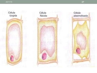 Célula
túrgida
Célula
flácida
Célula
plasmolisada
20/11/15 27
 