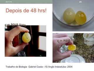 Depois de 48 hrs!
Trabalho de Biologia Gabriel Costa –1S Anglo Indaiatuba- 2004
20/11/15 29
 