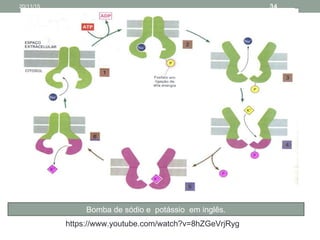https://www.youtube.com/watch?v=8hZGeVrjRyg
Bomba de sódio e potássio em inglês.
20/11/15 34
 