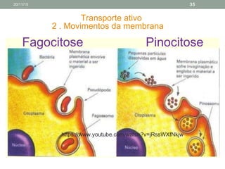 Transporte ativo
2 . Movimentos da membrana
Fagocitose Pinocitose
https://www.youtube.com/watch?v=jRssWXfNkjw
20/11/15 35
 