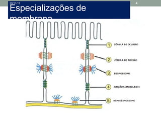 Especializações de
membrana
20/11/15 4
 