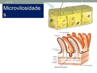 Microvilosidade
s
20/11/15 5
 