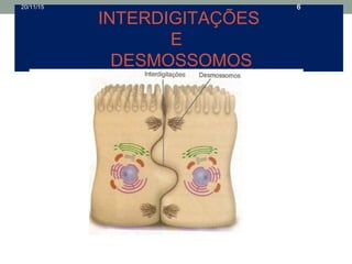INTERDIGITAÇÕES
E
DESMOSSOMOS
20/11/15 6
 