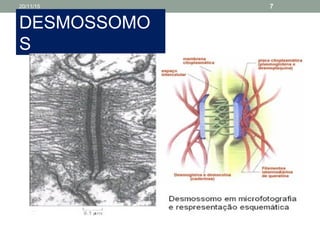 DESMOSSOMO
S
20/11/15 7
 