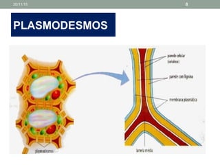 PLASMODESMOS
20/11/15 8
 