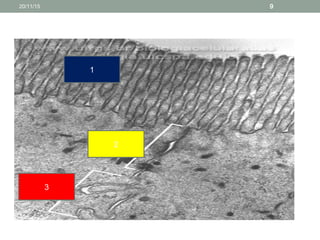 INTERDIGITAÇÕES
1
3
2
20/11/15 9
 