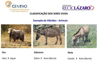 CLASSIFICAÇÃO DOS SERES VIVOS
Exemplo de Híbridos - Animais
Zebrasno
Zebra X Asno (Burro)
Dzu
Vaca X Iaque
Mula
Cavalo X Asno (Burro)
 