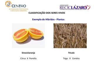 CLASSIFICAÇÃO DOS SERES VIVOS
Exemplo de Híbridos - Plantas
Tricale
Trigo X Centéio
Sinesislaranja
Citrus X Pomêlo
 