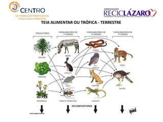 TEIA ALIMENTAR OU TRÓFICA - TERRESTRE
 