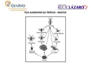 TEIA ALIMENTAR OU TRÓFICA - INSETOS
 