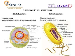 CLASSIFICAÇÃO DOS SERES VIVOS
Célula Eucarionte
Possui carioteca
(material genético dentro de um núcleo definido)
Célula Procarionte
Não possui carioteca
(material genético solto no cioplasma)
 