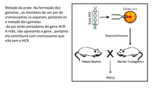 Metade da prole. Na formação dos
gametas , os membros de um par de
cromossomos se separam, portanto só
a metade dos gametas
do pai serão portadores do gene HCR.
A mãe, não apresenta o gene , portanto
ela contribuirá com cromossomo que
não tem o HCR
 