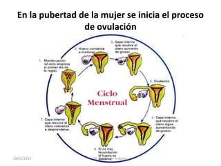 En la pubertad de la mujer se inicia el proceso
de ovulación
28/01/2015 M. R. Monter Ardanuy
 