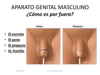 APARATO GENITAL MASCULINO
¿Cómo es por fuera?
• El escroto
• El pene
• El prepucio
• EL frenillo
28/01/2015 M. R. Monter Ardanuy
 