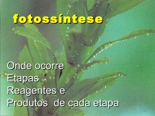 professora Ionara 10
fotossíntesefotossíntese
Onde ocorreOnde ocorre
EtapasEtapas
Reagentes eReagentes e
Produtos de cada etapaProdutos de cada etapa
 