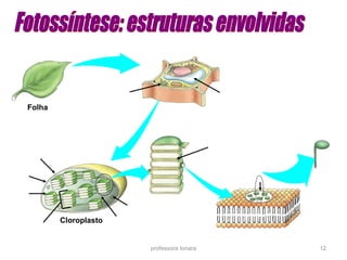 professora Ionara 12
Folha
Cloroplasto
 