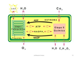 L U Z
E ta pa II
Q u ím ic a
Etapa I
F oto qu ím ica
T ila c ó id e
H O2 C o 2
O 2 H O2 C H O6 1 2 6
E S T R O M A
ATP
N A D P H 2
NADP
ADP
professora Ionara 13
 