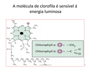 A molécula de clorofila é sensível á
energia luminosa
professora Ionara 15
 